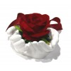 Eternal rose flower on moss on your hands as a gift