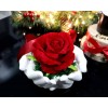 Eternal rose flower on moss on your hands as a gift